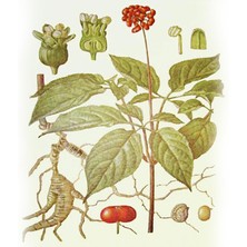 Женьшень, 100 гр