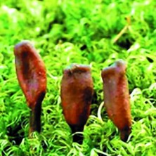 Cordiceps, 60 Kapseln