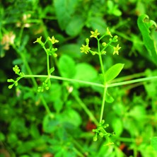 Марена красильная, 50 гр