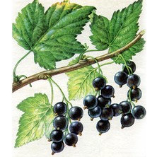 Schwarze Johannisbeerblätter