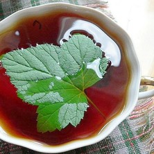 Schwarze Johannisbeerblätter