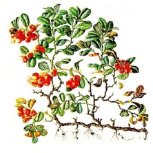 Брусника, 200 гр